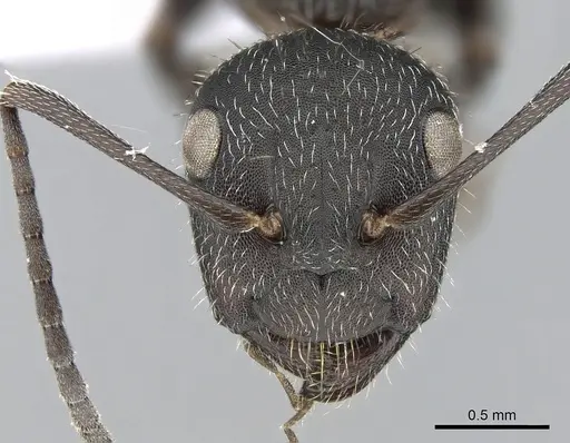 Camponotus kiesenwetteri - CASENT0281581