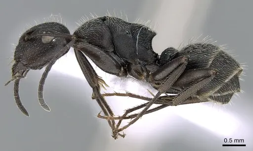 Camponotus kiesenwetteri - CASENT0281581