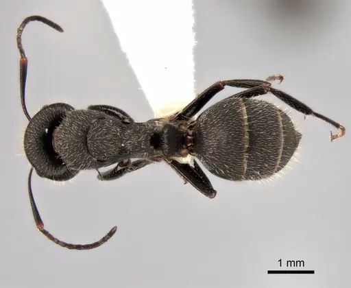 Camponotus kiesenwetteri - CASENT0882037