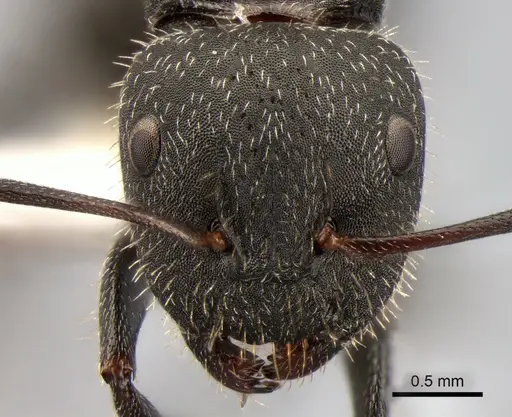 Camponotus kiesenwetteri - CASENT0882037