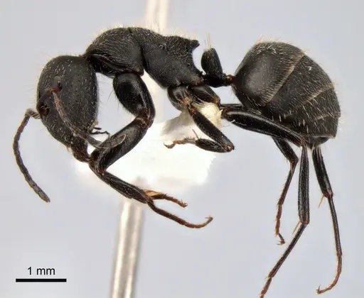Camponotus kiesenwetteri - CASENT0882037