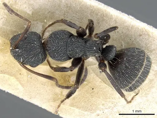 Camponotus kiesenwetteri - CASENT0905397
