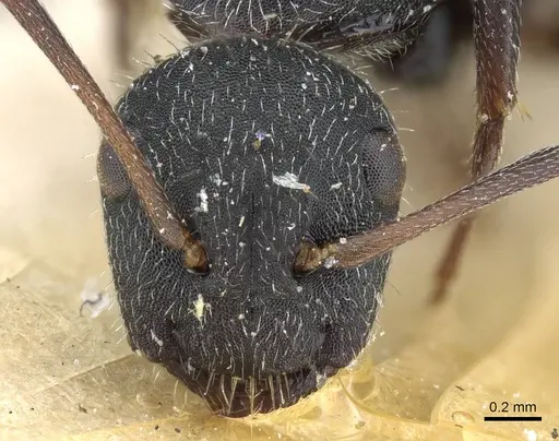 Camponotus kiesenwetteri - CASENT0905397