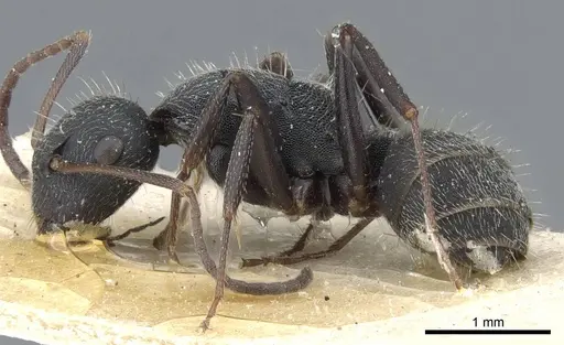 Camponotus kiesenwetteri - CASENT0905397