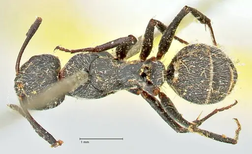 Camponotus kiesenwetteri - FOCOL2486