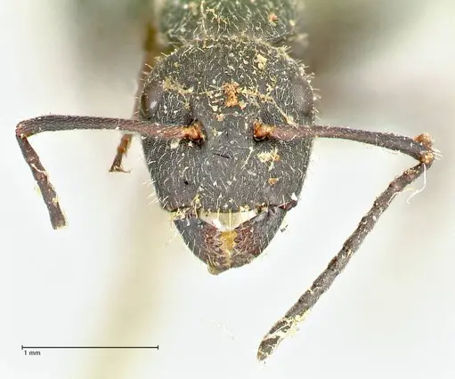 Camponotus kiesenwetteri - FOCOL2486