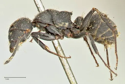Camponotus kiesenwetteri - FOCOL2486