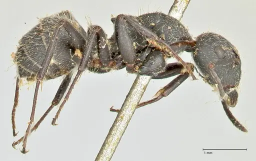 Camponotus kiesenwetteri - FOCOL2486