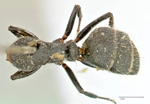 Camponotus kiesenwetteri - FOCOL2487
