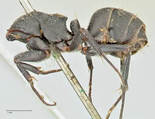 Camponotus kiesenwetteri - FOCOL2487