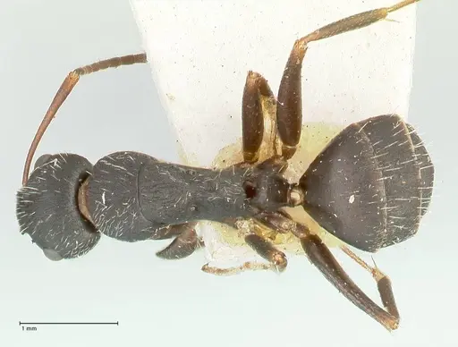 Camponotus kiesenwetteri - FOCOL2488
