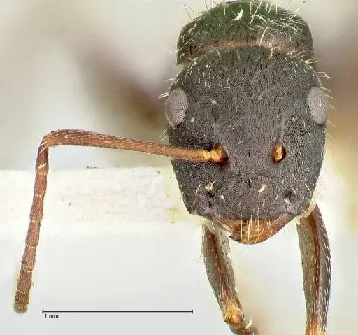 Camponotus kiesenwetteri - FOCOL2488