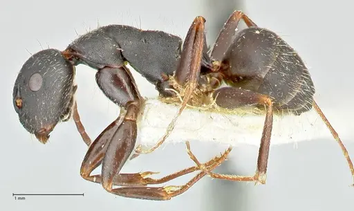 Camponotus kiesenwetteri - FOCOL2488