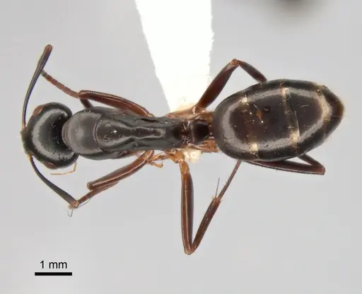 Camponotus kiusiuensis specimen