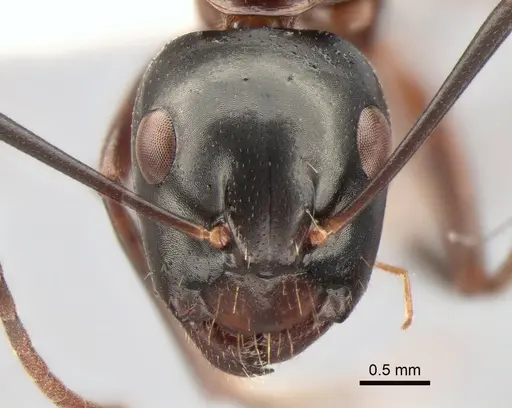 Camponotus kiusiuensis specimen