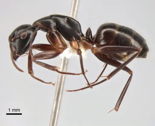 Camponotus kiusiuensis specimen