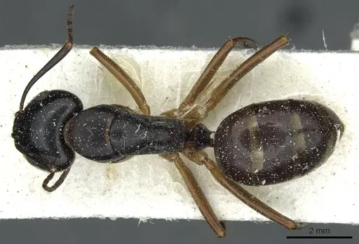 Camponotus kiusiuensis - CASENT0911870