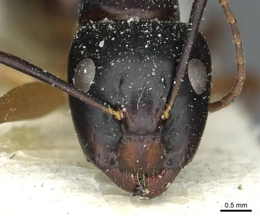 Camponotus kiusiuensis - CASENT0911870