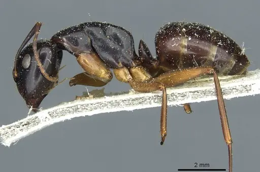 Camponotus kiusiuensis - CASENT0911870