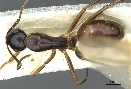 Camponotus kiusiuensis - CASENT0911871