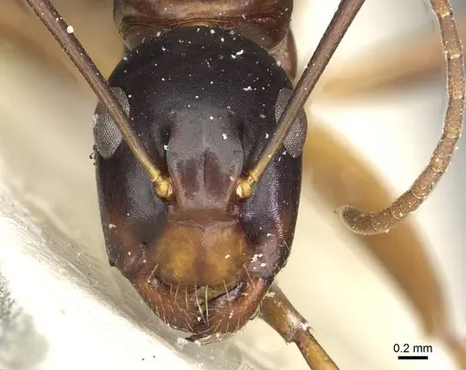Camponotus kiusiuensis - CASENT0911871