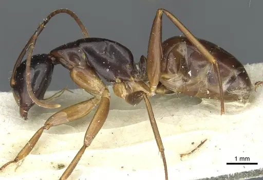 Camponotus kiusiuensis - CASENT0911871