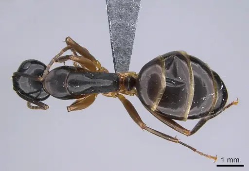 Camponotus kiusiuensis - CASENT0923678