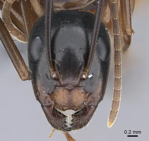 Camponotus kiusiuensis - CASENT0923678