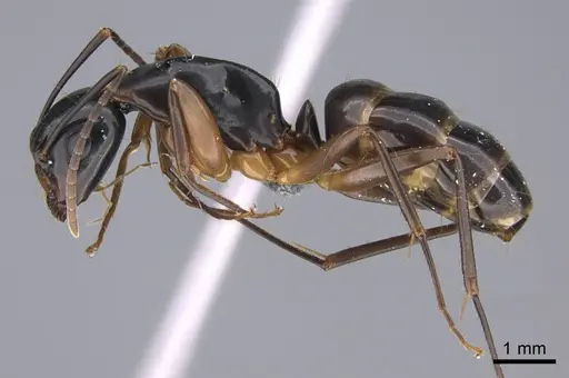 Camponotus kiusiuensis - CASENT0923678