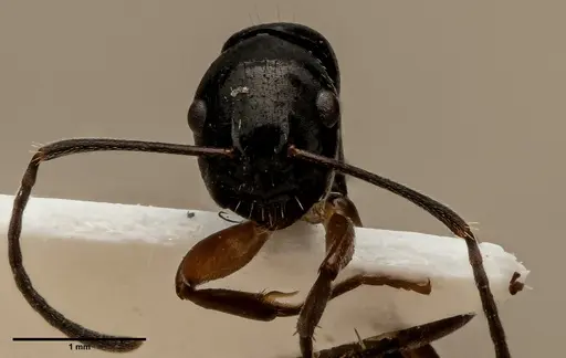 Camponotus klaesii specimen