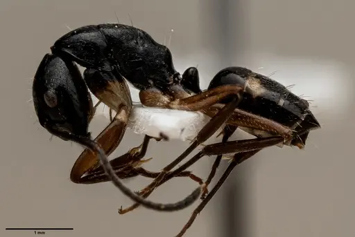 Camponotus klaesii specimen