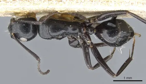 Camponotus klugii specimen