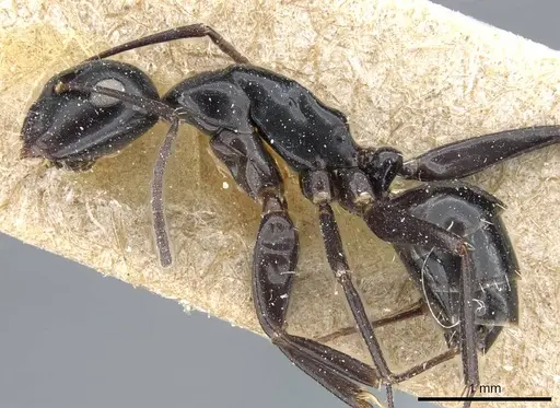Camponotus klugii specimen