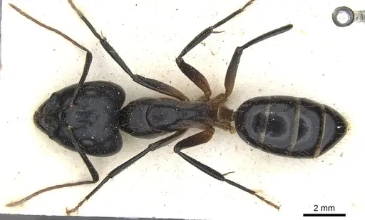 Camponotus knysnae specimen
