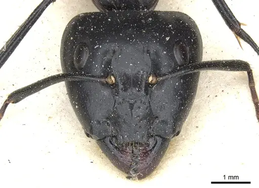 Camponotus knysnae specimen