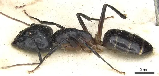 Camponotus knysnae specimen