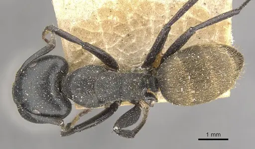 Camponotus kollbrunneri specimen