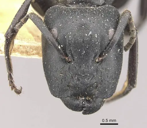 Camponotus kollbrunneri specimen