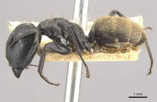 Camponotus kollbrunneri specimen