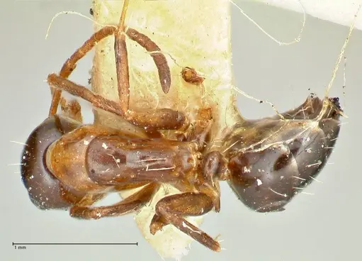 Camponotus kolthoffi specimen