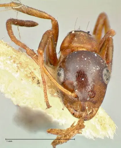Camponotus kolthoffi specimen