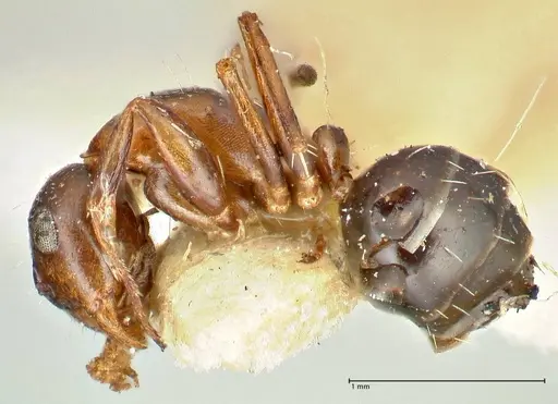 Camponotus kolthoffi specimen