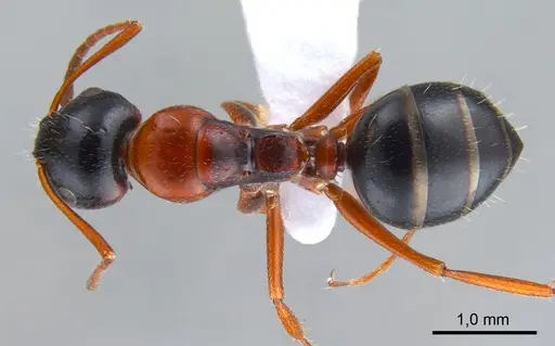 Camponotus kopetdaghensis specimen