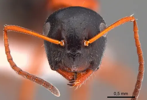 Camponotus kopetdaghensis specimen