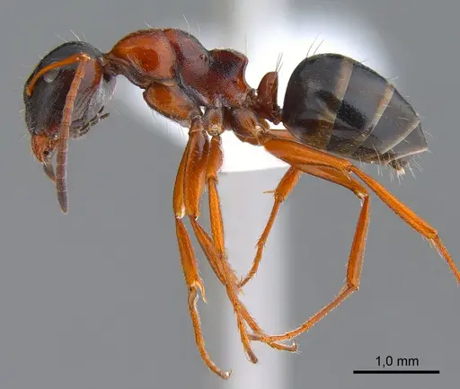 Camponotus kopetdaghensis specimen
