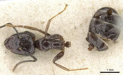 Camponotus korthalsiae specimen