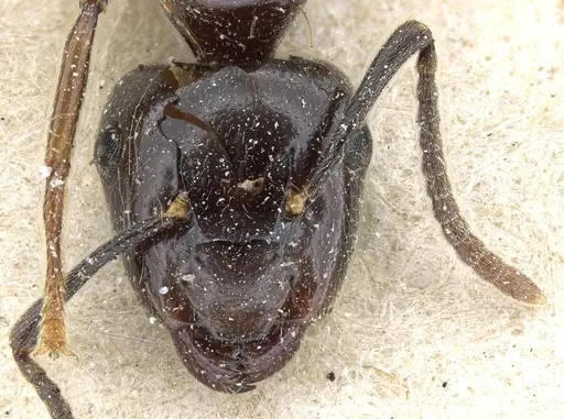 Camponotus korthalsiae specimen