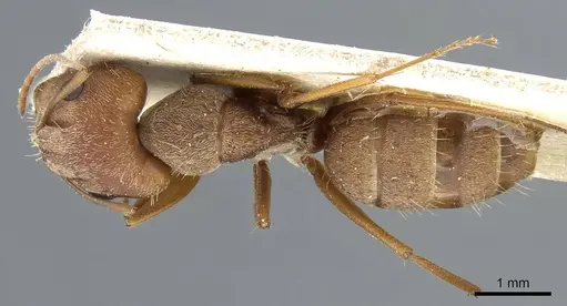 Camponotus koseritzi specimen