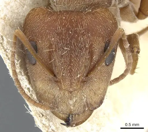 Camponotus koseritzi specimen