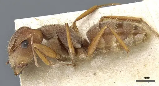 Camponotus koseritzi specimen